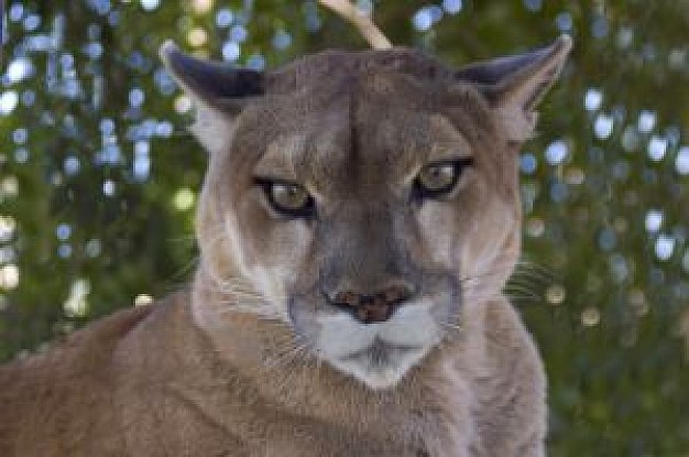 Cougar mountain Hunting lion about Wyoming Brian Olsen